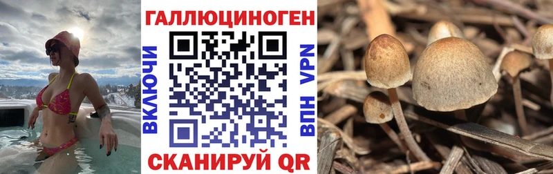 Купить закладки  Каменка  Галлюциногенные грибы Cubensis 
